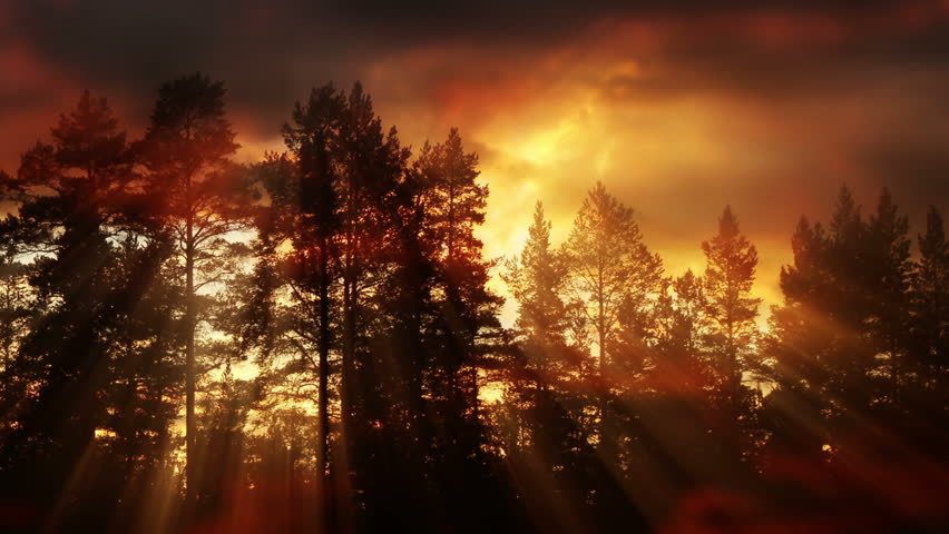 Evening Clouds And Sunlight Rays Beaming Through Trees | Shutterstock HD Video #1009902635