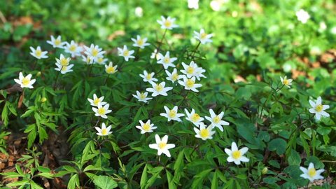 Flowers anemones grow in the forest. Spring time of the year. Warm and sunny morning in the clearing. Many white petals and green leaves covered the earth. The moment for this beautiful. 