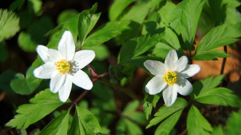 Flowers anemones grow in the forest. Spring time of the year. Warm and sunny morning in the clearing. Many white petals and green leaves covered the earth. The moment for this beautiful. 