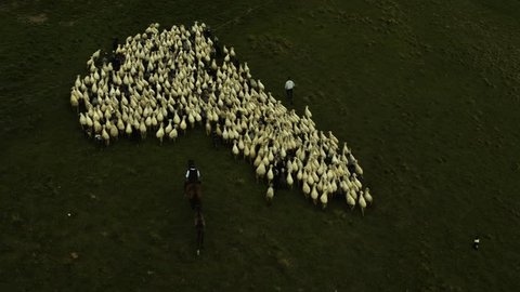 Drone flying over the shepherd on a horse chasing sheep 4k HDR H264