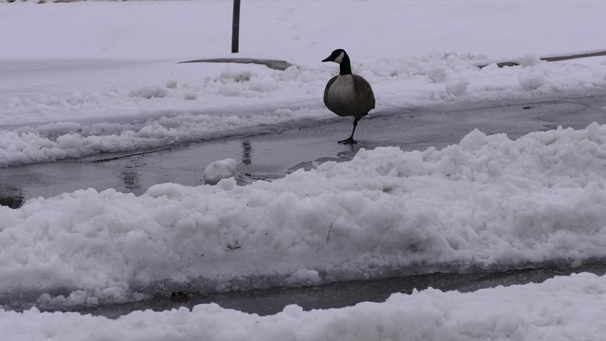 Canada goose standing on one leg in the cold after spring snow and ice storm
