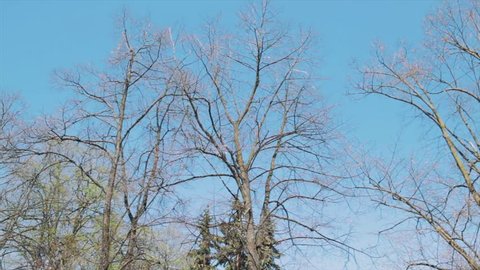 Leafy trees in early spring. A view of the tops of trees. The leaves of the branches only began to dissolve. Video 1080p - Crowns of trees with bright afternoon sun and rays.