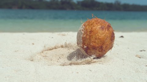 SLOW MOTION, CLOSE UP, LOW ANGLE: Wet hairy coconut falls onto white sandy beach near beautiful ocean. Grains of sand stick to wet coconut rolling along sandy tropical coast in the Pacific Islands.