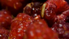 Fruit worm crawls into rotten raspberry, cinematic background, macro view. Clip. Close up of Worm on the berries