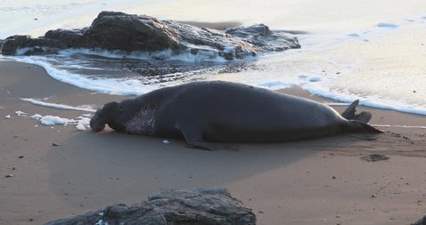 Elephant Seal Colony at Big Sur, California
