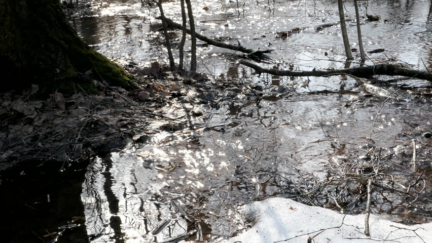 Spring Flood In The Forest And Trees Are Reflected In The Water