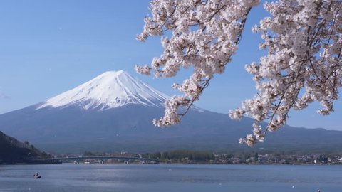 Mt. Fuji and Cherry Blossoms Falling in the Wind (slow motion)