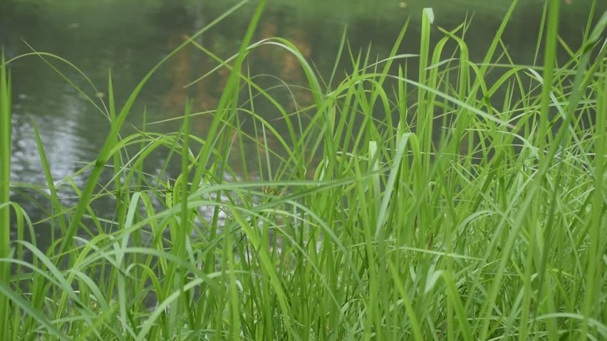 new fresh green garden grass flapping Stock-video (100 % royaltyfri) 795286...