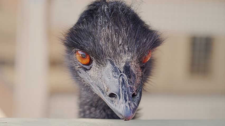 black emu