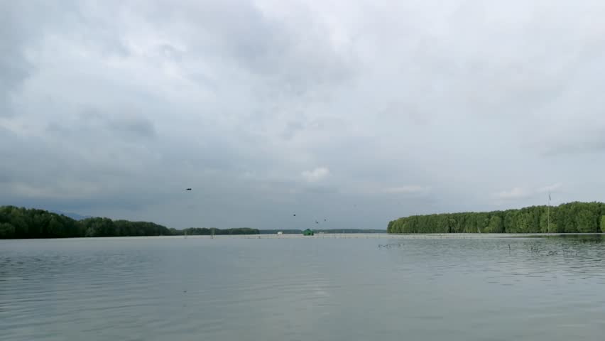 Flock of bird flying over the river and forest landscape, 4K resolution.