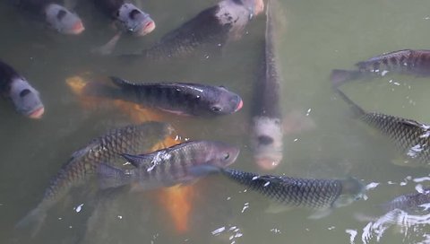  Tilapia fish swimming in water