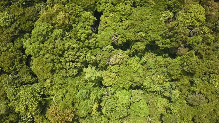 Deforestation - aerial drone view looking down on tropical rain forest being deforested for palm oil plantations and construction Royalty-Free Stock Footage #1009938632