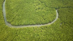 Aerial 4k video looking downwards on a huge, green, natural coastal mangrove forest with rivers