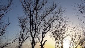 Beautiful sunset and winter tree without leaves on a wind, 4k qualitative video.