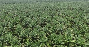 aerial view of palm oil plantation. footage