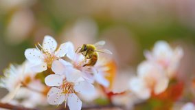 Bee pollinates a cherry tree, collects pollen from the flowers of fruit trees to make honey, beautiful process of spring nature, slow motion. Full HD Video 1920x1080