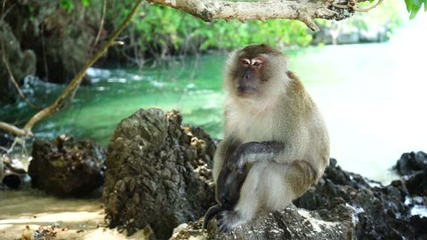Monkey on the beach in Thailand