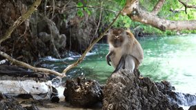 Monkey sitting at stone on beach in Thailand
