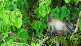 Macaque monkey sitting on the tree in thailand