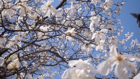 Splendid lush magnolia flowers in sunlight against blue sky. Abstract seasonal background. Natural organic concept. Scenic footage of tree in botanical garden. Beauty of earth. Shooting in 4K video.