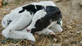 Cow calf in a farm.
