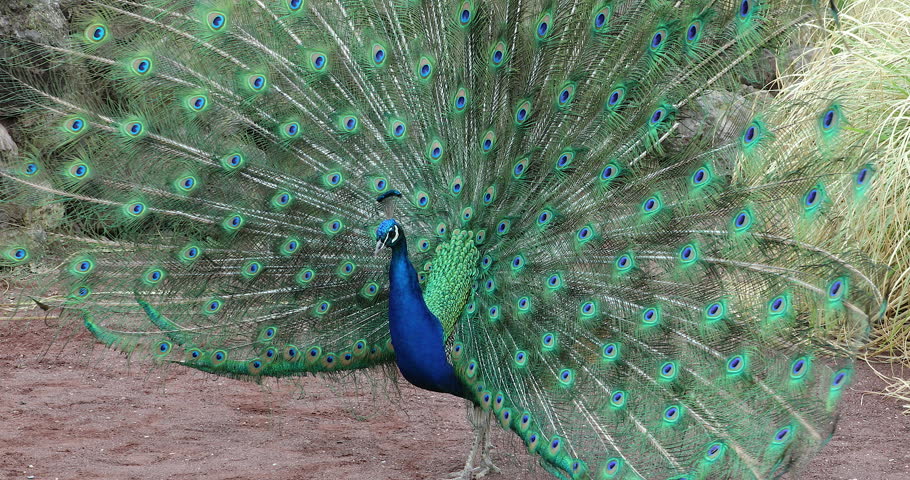 indian-peacock-pavo-cristatus-image-free-stock-photo-public
