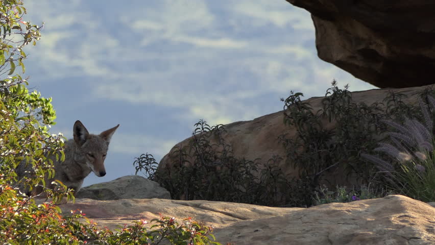 Wild coyote walking at Santa Susana Pass State Historic Park in the San Fernando Valley aera of Los Angeles, California.  