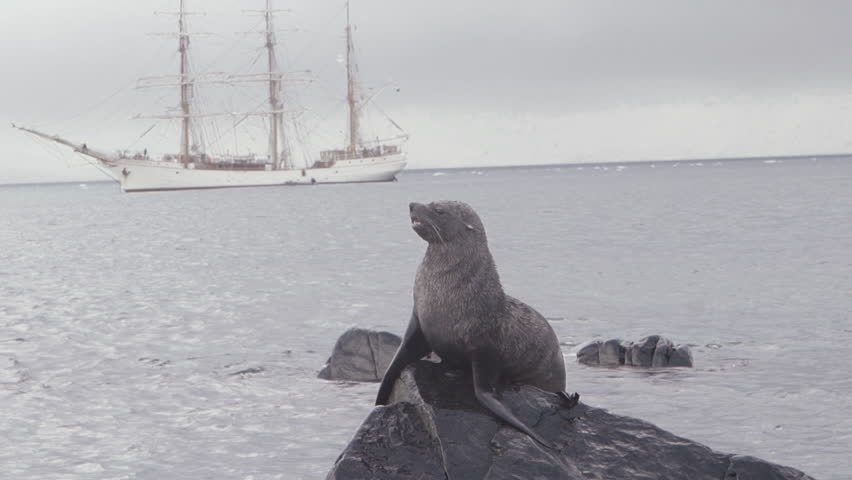 Antarctic Fur Seal on Rock in Antarctica Summer Spring Sailboat
