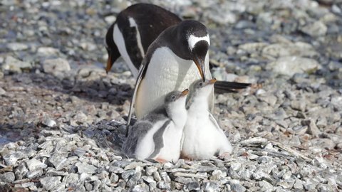 Mother Gentoo Penguin Feeds Babies Family