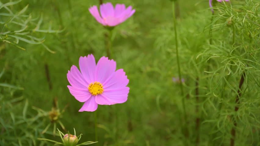 pink daisies flowers breezing on the wind in green garden 