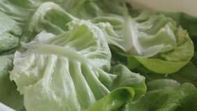 Green Lactuca sativa lettuce leaves slow pan video