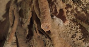 SARDINIA, ITALY – JULY 2016 : Video shot of beautiful rock formation in Grotta Inspinigoli caves