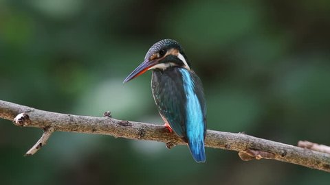 Common Kingfisher Alcedo atthis Beautiful Female Birds of Thailand