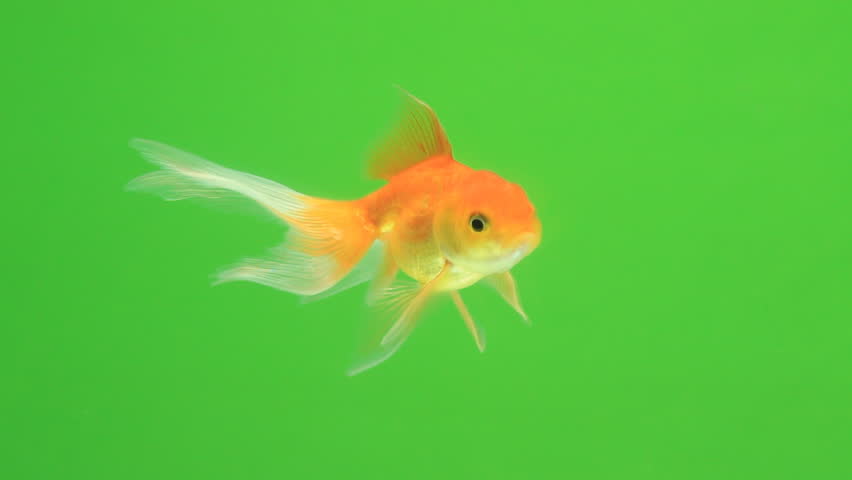 Goldfish on green screen | Shutterstock HD Video #1009995974