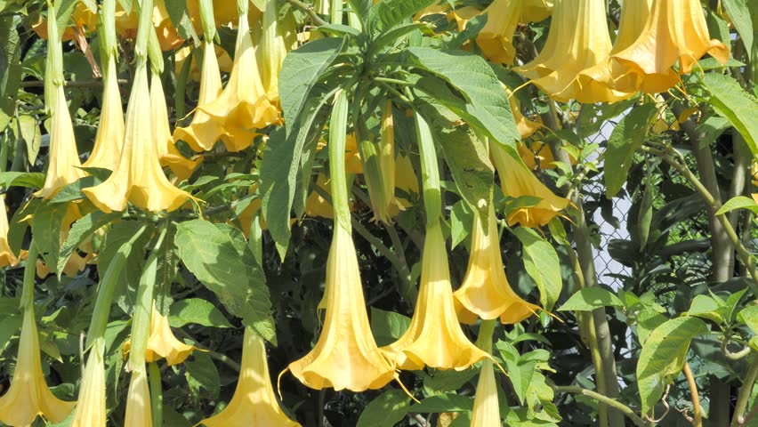 Yellow Angels Trumpet Flower Yellow Stock Footage Video 100 Royalty Free 1009997267 Shutterstock