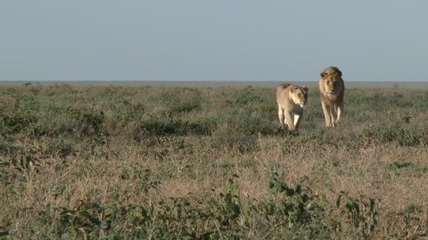 Lion (Panthera leo) couple in courtship walking together on the plains 