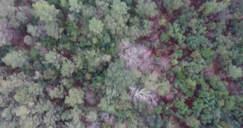 Aerial view from a drone of a forest, near the Atlantic French coast at sunrise. 