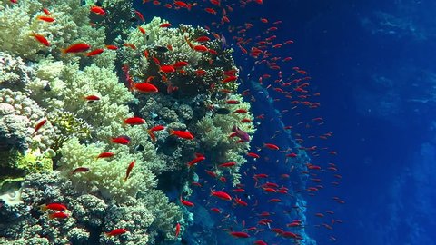 Tropical coral reef with school of red fish, swimming in the deep blue. Scuba diving on the reef. Wildlife in the sea.