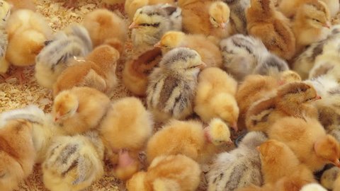 Chicks on the farm, intensive industrial breeding, animal and agribusiness, food production and industry concept. Filmed in 4K