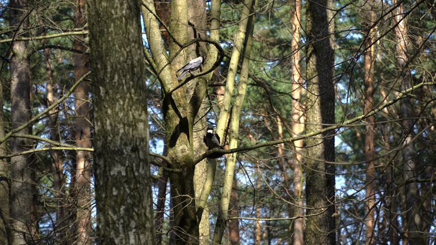 The male Crows take care of the female. Marriage season. Period rut. Flight of birds. The crow keeps white bread in the clay. Raven jumps from branch to branch. 