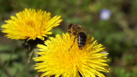 Macro of fluffy and striped bee Apis mellifera with a fluffy, brown body and pollen on the legs that collects nectar in the inflorescences of a yellow dandelion in the foothills of the Caucasus