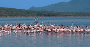 Greater & Lesser Flamingos On Lake Bogoria; Baringo County Kenya Africa