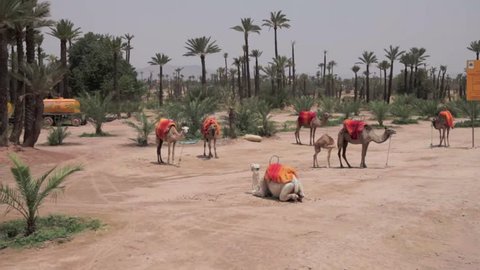  camels in morocco, marrakech