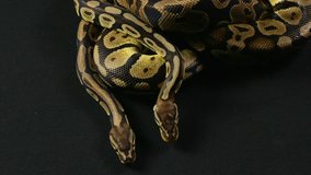 Video of snakes - two royal pythons