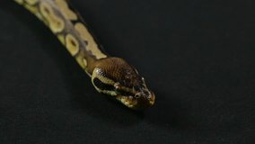 Video of snake - royal python with tongue
