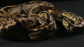 Video of snakes - two crawling pythons