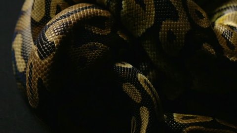 Pattern of python's snakeskin in knot