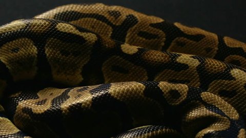 Background of snakeskin