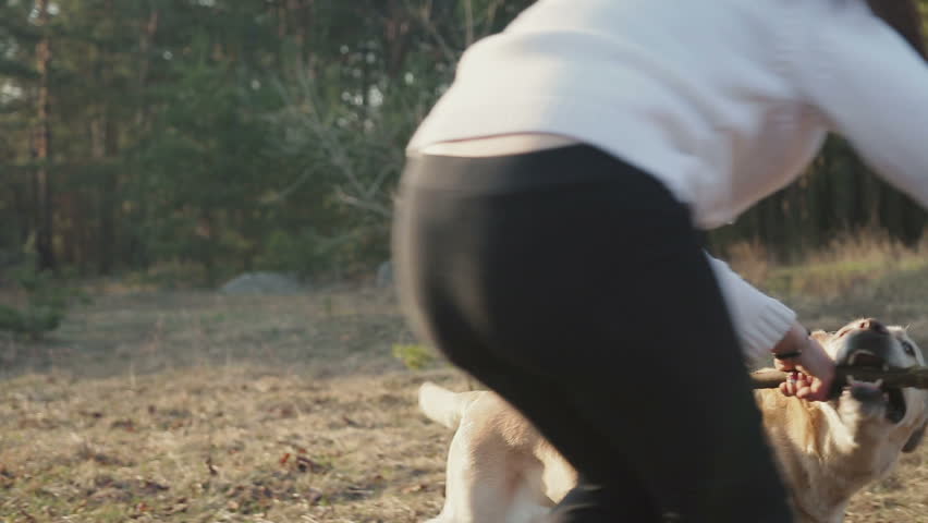 Cute young girl plays in the sun with a Labrador of Golden color in the spring woods, the man holding a stick, the dog bites the object. Steadicam shot