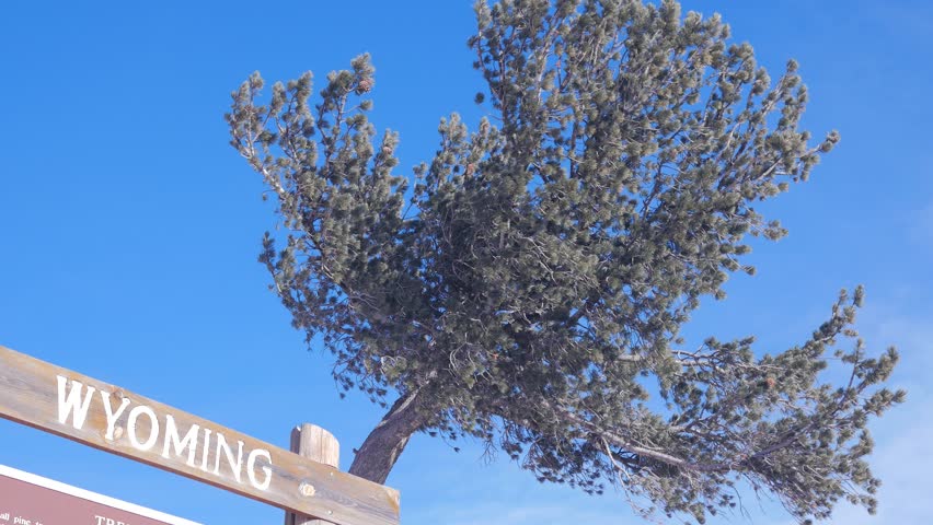 Wooden sign of Wyoming with a tree in the background. 